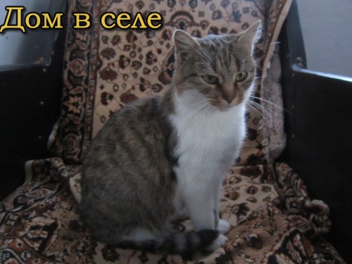 Кошка сама пришла в дом