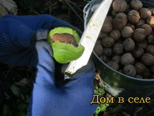 Снять кожуру с грецкого ореха